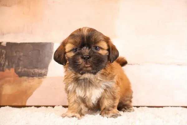 Male Shih Tzu puppy named Spencer for sale at Pet Express Saugus.