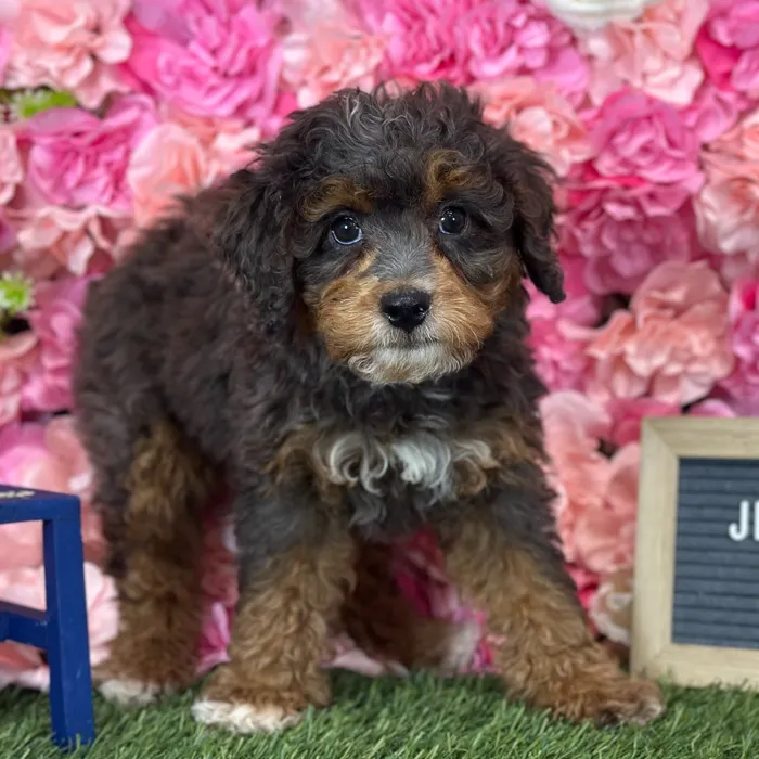 Female Mini Bernedoodle 2Nd Gen puppy named Jellybean for sale at Pet Express Saugus.