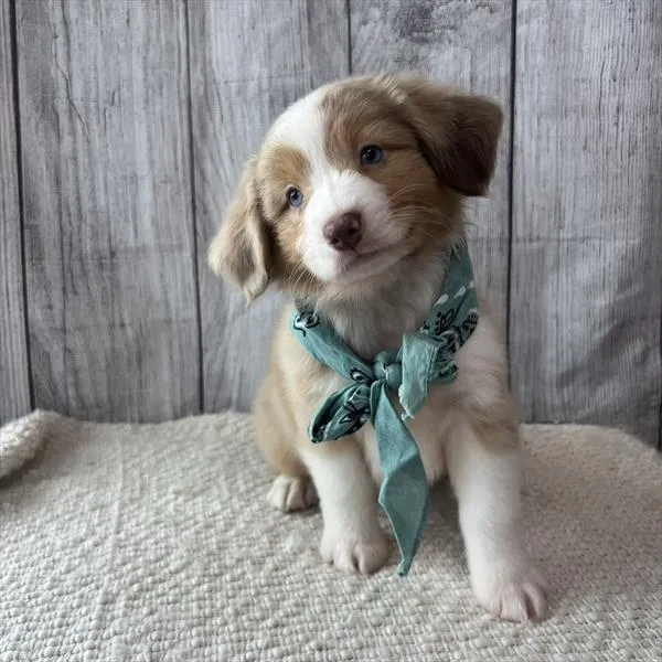 Male Miniature Australian Shepherd puppy named Rascal for sale at Pet Express Saugus.