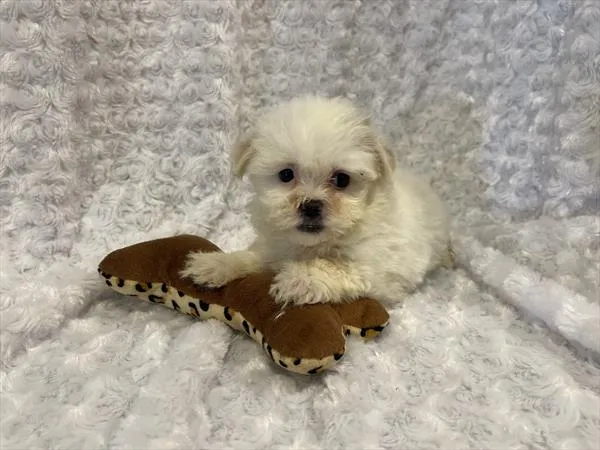Female Malshi puppy named Dumplin' for sale at Pet Express Saugus.