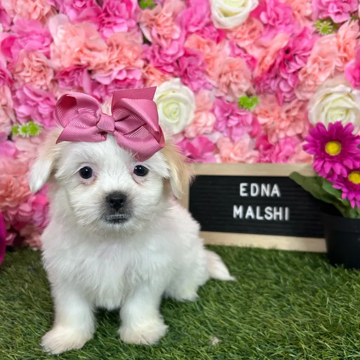 Female Malshi puppy named Edna for sale at Pet Express Braintree.