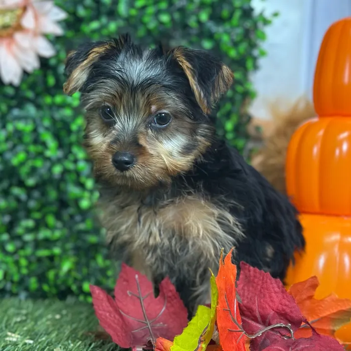 Male Yorkshire Terrier puppy named Lil' Pete for sale at Pet Express Saugus.
