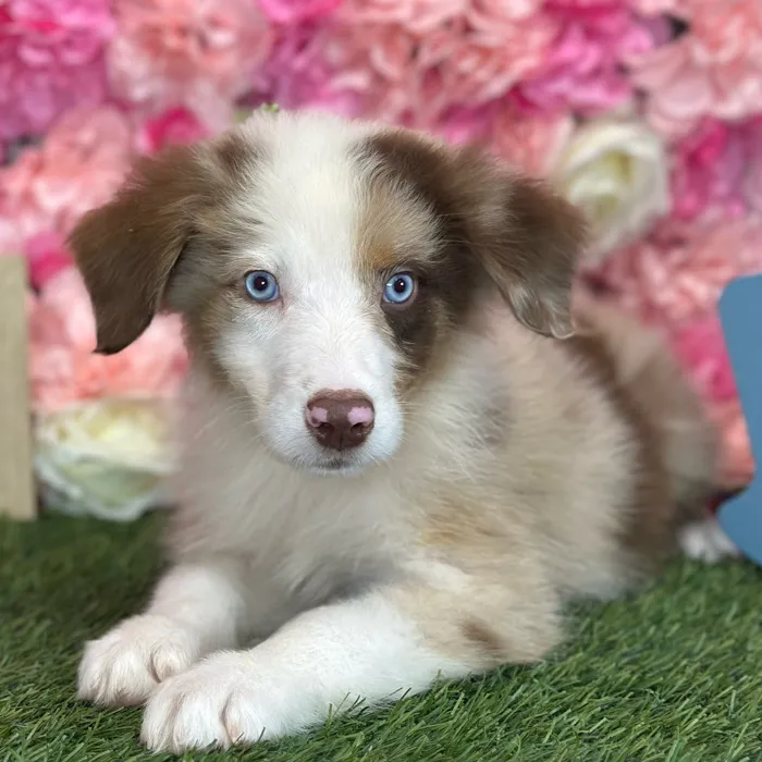 Male Miniature Australian Shepherd puppy named Rolo for sale at Pet Express Saugus.