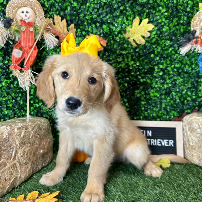 Female Golden Retriever puppy named Muffin for sale at Pet Express Braintree.