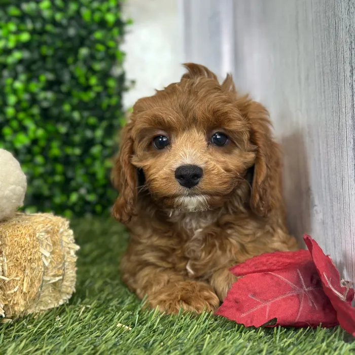 Female Cavapoo 2Nd Gen puppy named Nonna for sale at Pet Express Saugus.