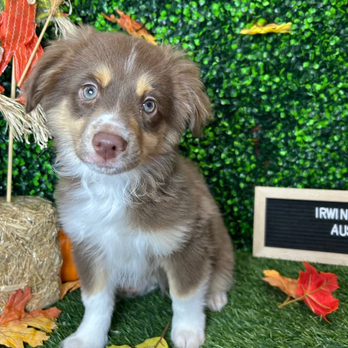 Male Miniature Australian Shepherd puppy named Irwin for sale at Pet Express Braintree.