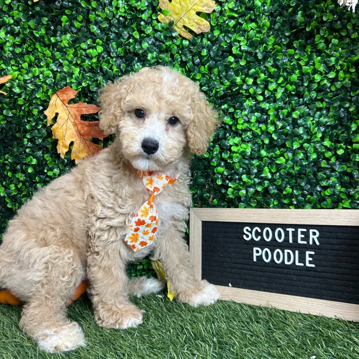 Male Poodle (Mini) puppy named Scooter for sale at Pet Express Braintree.