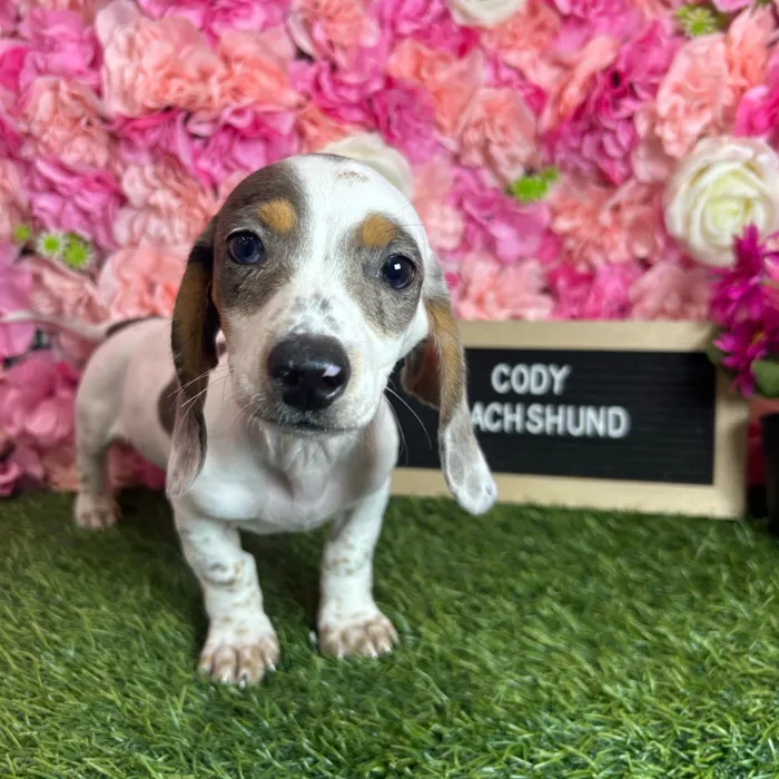 Male Dachshund puppy named Cody for sale at Pet Express Braintree.