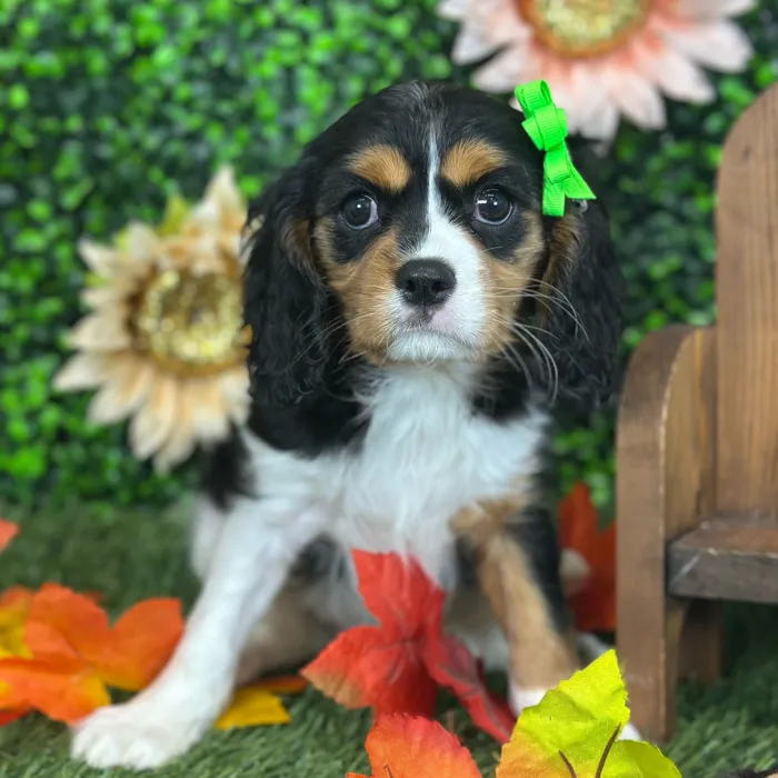 Female Cavalier King Charles Spaniel puppy named Yaya for sale at Pet Express Saugus.