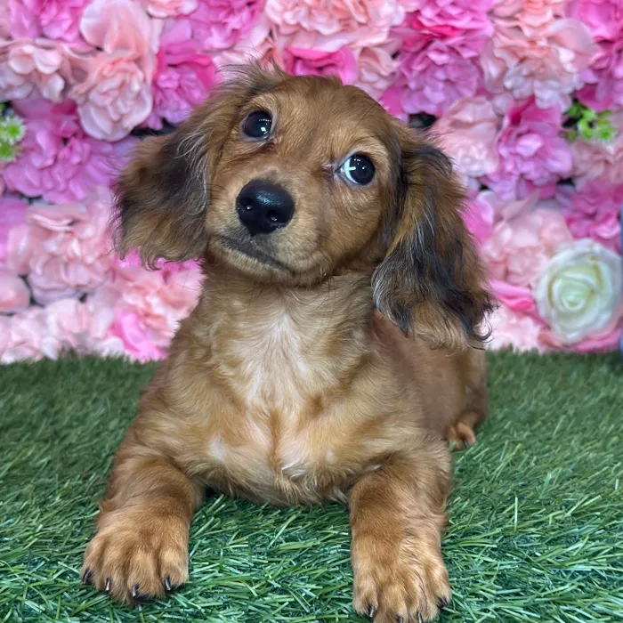Male Dachshund puppy named Rancher for sale at Pet Express Saugus.