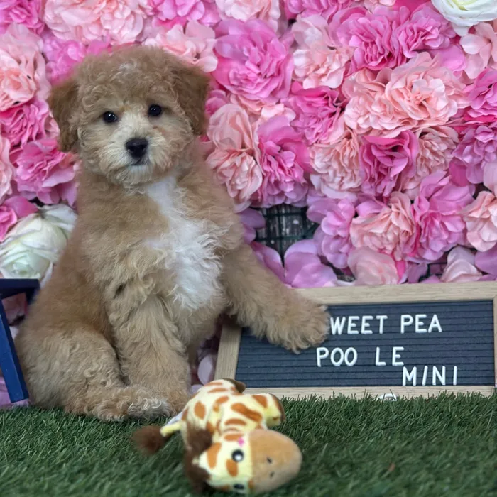 Female Poodle (Mini) puppy named Sweet Pea for sale at Pet Express Saugus.
