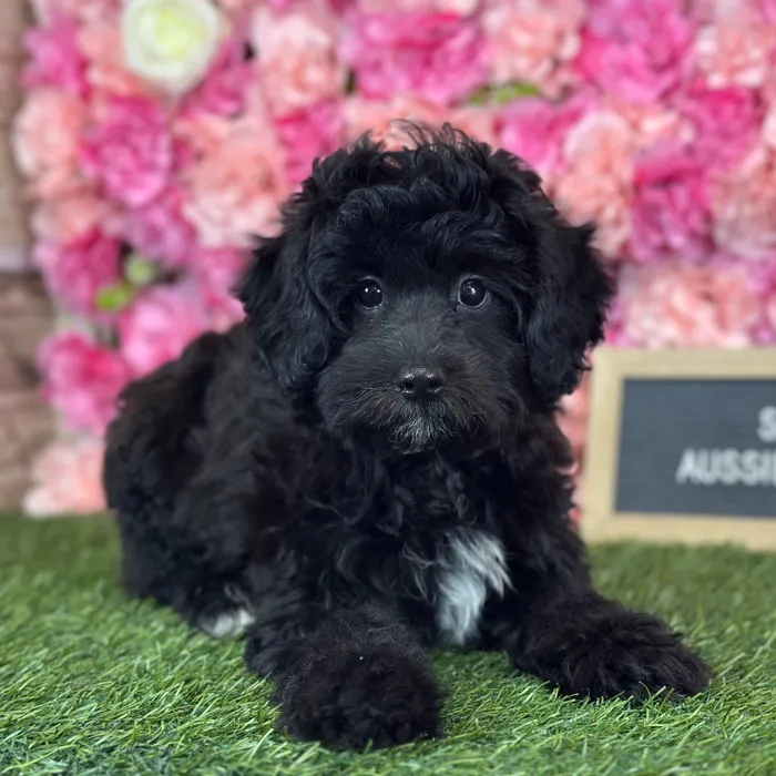 Male Aussiedoodle puppy named Sal for sale at Pet Express Saugus.