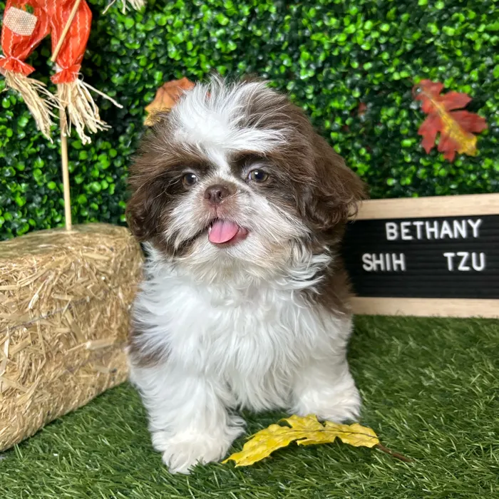 Female Shih Tzu puppy named Bethany for sale at Pet Express Braintree.