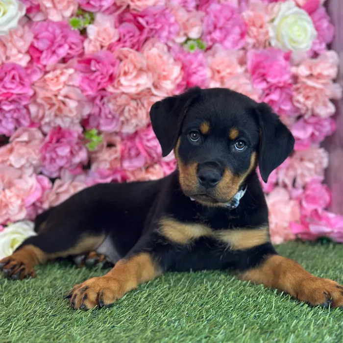 Male Rottweiler puppy named Curry for sale at Pet Express Saugus.
