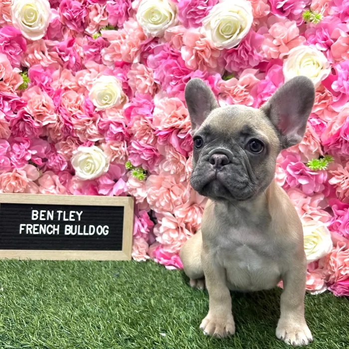 Male French Bulldog puppy named Bentley for sale at Pet Express Braintree.