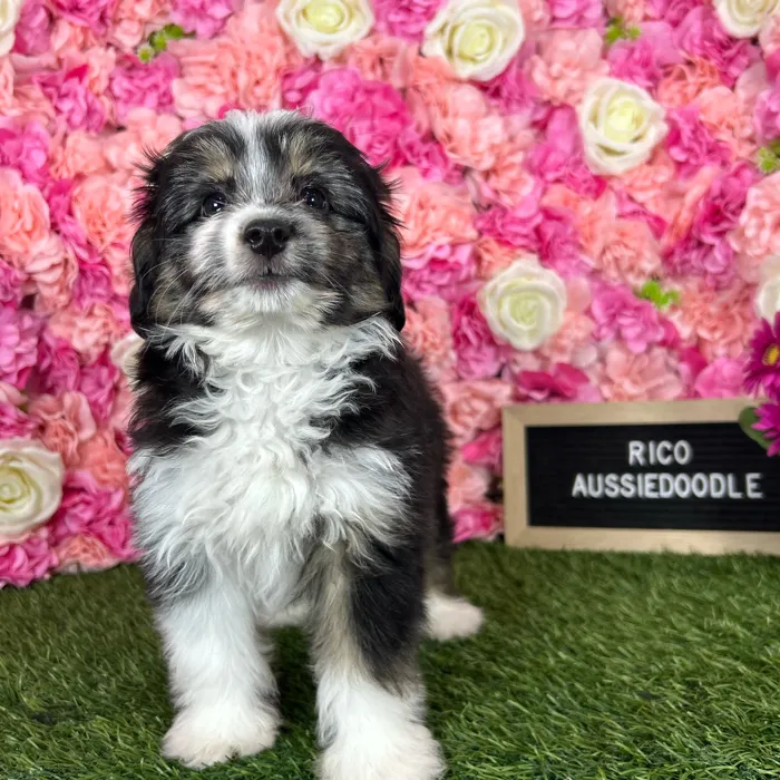 Male Aussiedoodle 2Nd Gen puppy named Rico for sale at Pet Express Braintree.