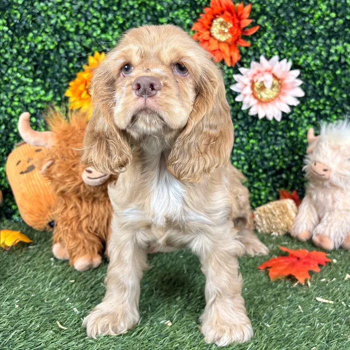 Female Cocker Spaniel puppy named Biscuit for sale at Pet Express Saugus.