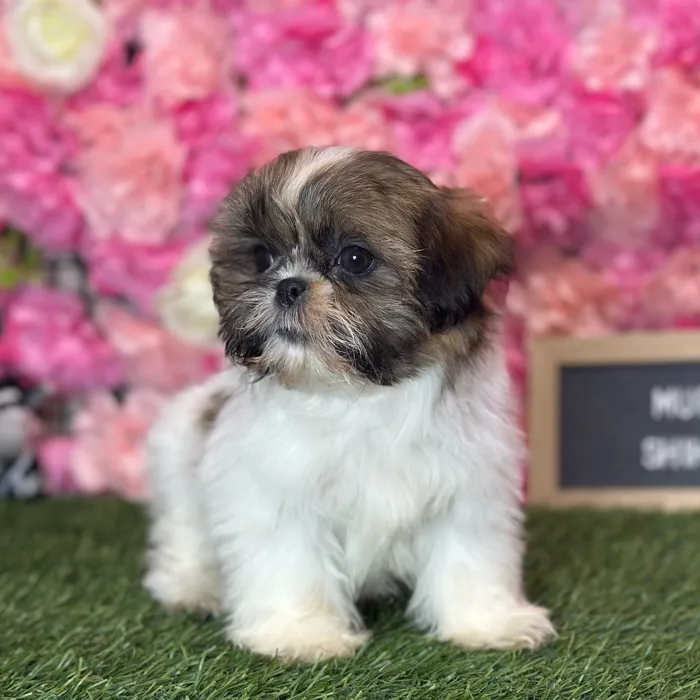 Female Shih Tzu puppy named Mini Muffin for sale at Pet Express Saugus.