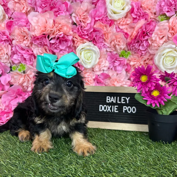 Female Doxie-Poo puppy named Bailey for sale at Pet Express Braintree.