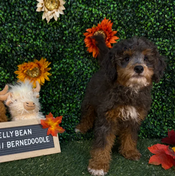 Female Mini Bernedoodle 2Nd Gen puppy named Jellybean for sale at Pet Express Saugus.