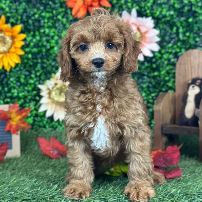 Female Cavapoo 2Nd Gen puppy named Nonna for sale at Pet Express Saugus.