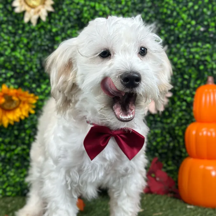 Male Shih-Poo puppy named Bobby for sale at Pet Express Saugus.