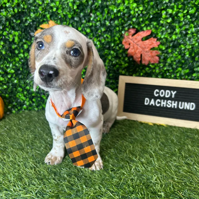 Male Dachshund puppy named Zack for sale at Pet Express Braintree.