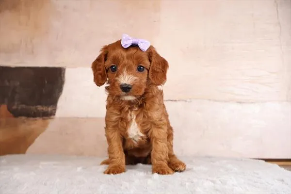 Female Cavapoo 2Nd Gen puppy named Nonna for sale at Pet Express Saugus.