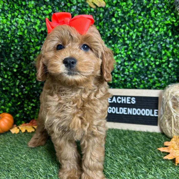 Female Mini Goldendoodle 2Nd Gen puppy named Peaches for sale at Pet Express Braintree.