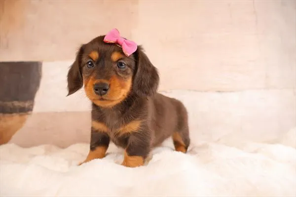 Female Dachshund puppy named Henny for sale at Pet Express Braintree.