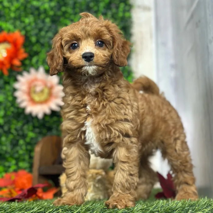 Female Cavapoo 2Nd Gen puppy named Nonna for sale at Pet Express Saugus.