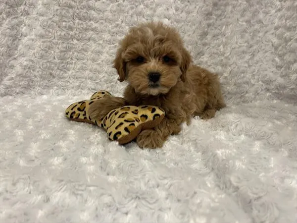Female Cockapoo 2Nd Gen puppy named Daisy for sale at Pet Express Saugus.