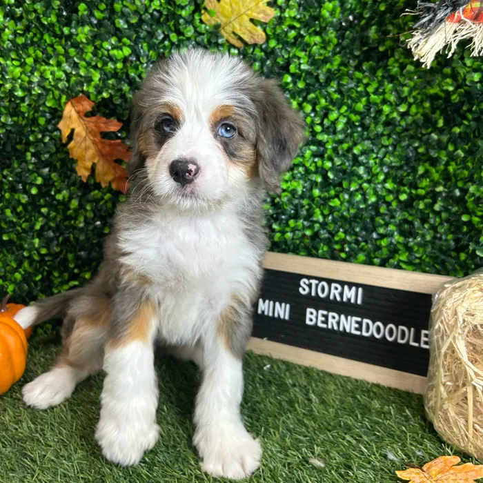 Female Mini Bernedoodle puppy named Stormi for sale at Pet Express Braintree.