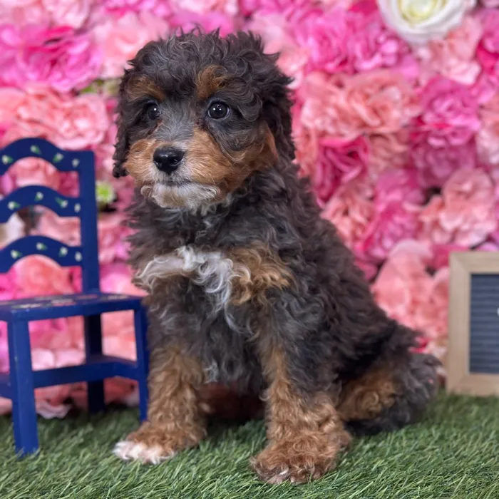 Female Mini Bernedoodle 2Nd Gen puppy named Jellybean for sale at Pet Express Saugus.