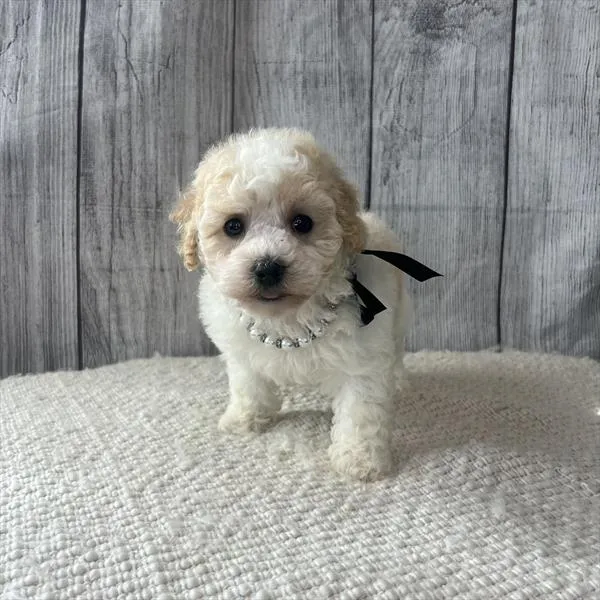 Female Havapoo puppy named Alyssa for sale at Pet Express Saugus.