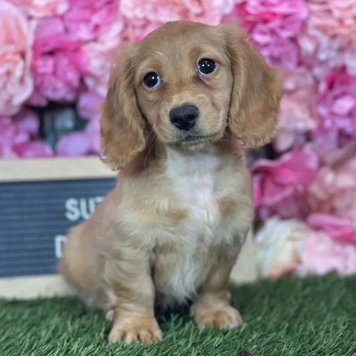Female Dachshund puppy named Suzie Q for sale at Pet Express Saugus.