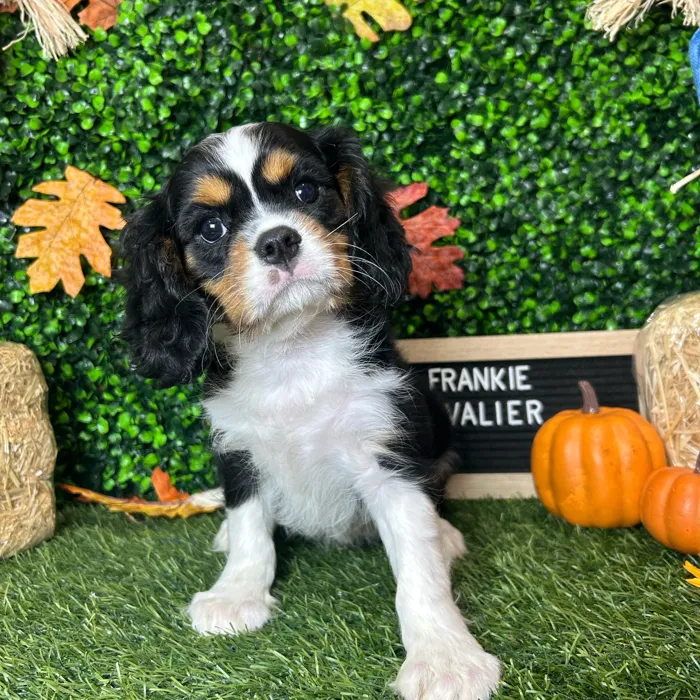 Male Cavalier King Charles Spaniel puppy named Frankie for sale at Pet Express Braintree.