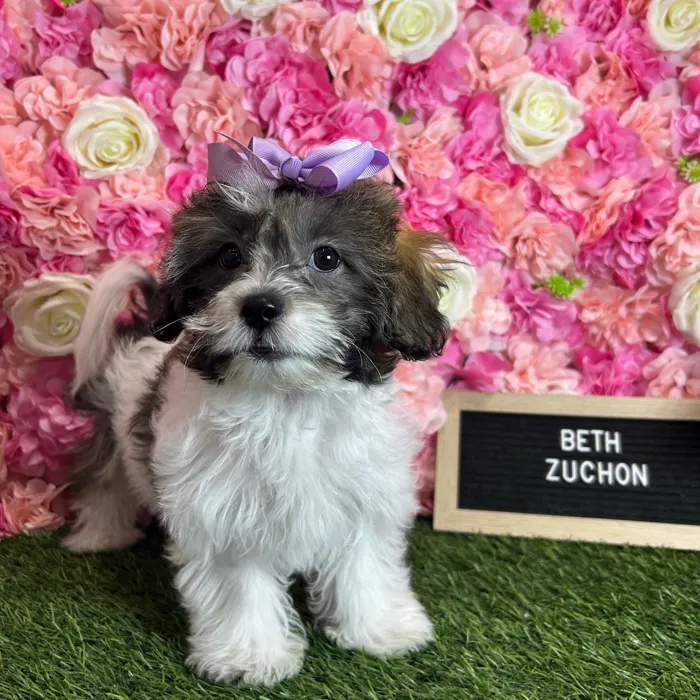 Female Teddy Bear (Zuchon) puppy named Beth for sale at Pet Express Braintree.