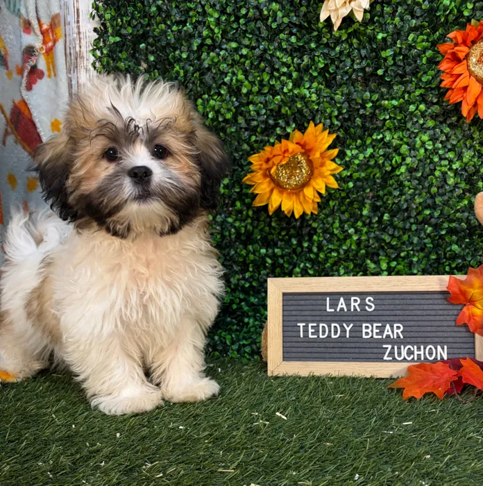 Male Teddy Bear (Zuchon) puppy named Lars for sale at Pet Express Saugus.