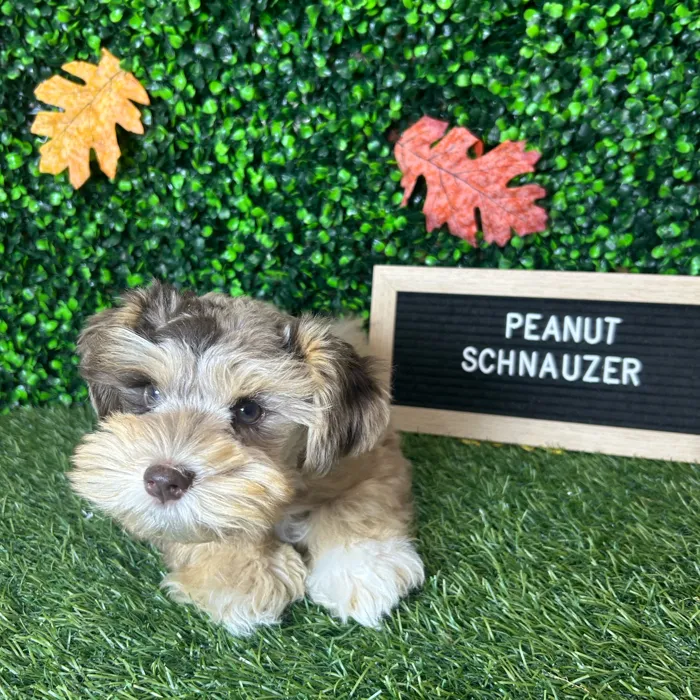 Male Miniature Schnauzer puppy named Peanut for sale at Pet Express Braintree.