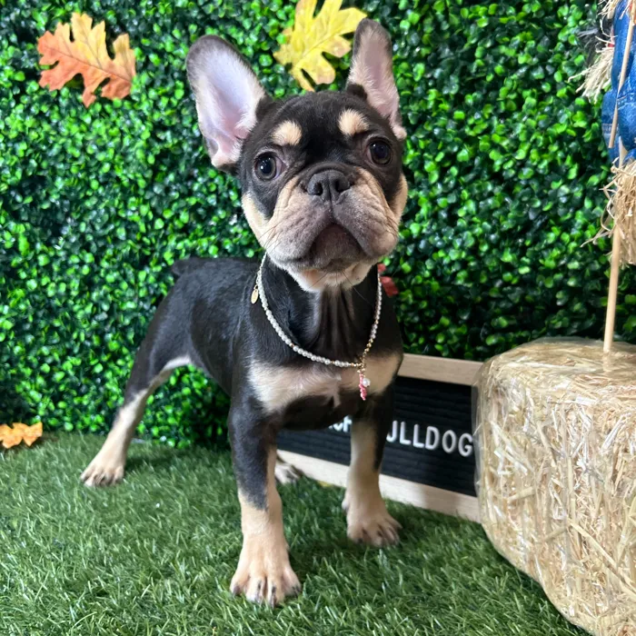 Female French Bulldog puppy named Dior for sale at Pet Express Braintree.