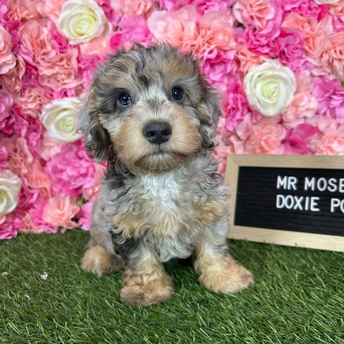Male Doxie-Poo puppy named Mr Moseby for sale at Pet Express Braintree.
