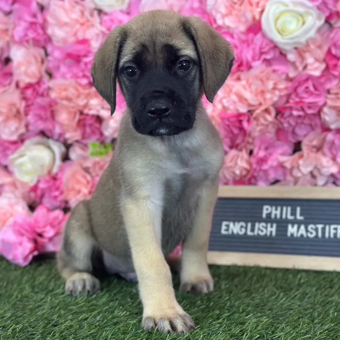 Male English Mastiff puppy named Phill for sale at Pet Express Saugus.