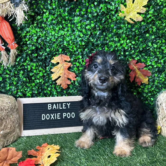 Female Doxie-Poo puppy named Bailey for sale at Pet Express Braintree.