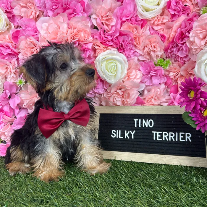 Male Silky Terrier puppy named Tino for sale at Pet Express Braintree.