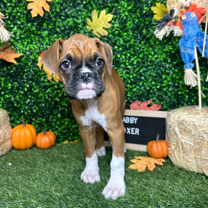 Female Boxer puppy named Gabby for sale at Pet Express Braintree.