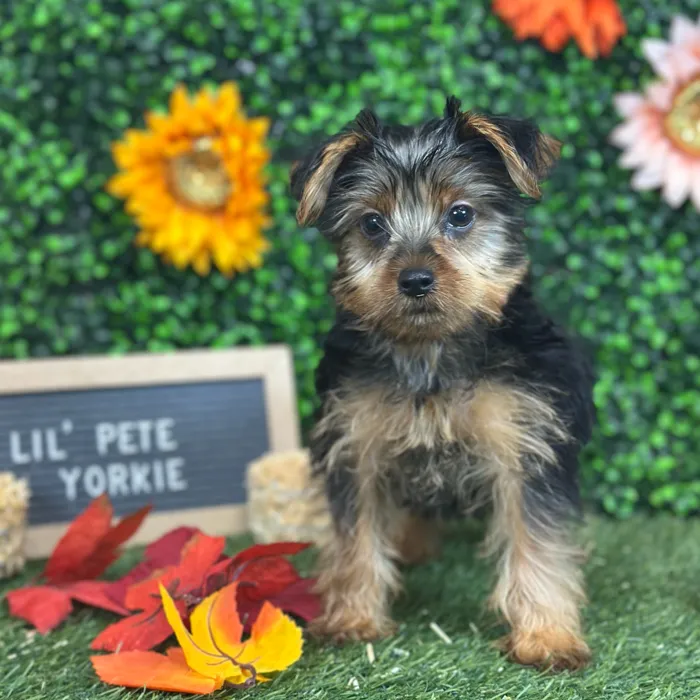 Male Yorkshire Terrier puppy named Lil' Pete for sale at Pet Express Saugus.
