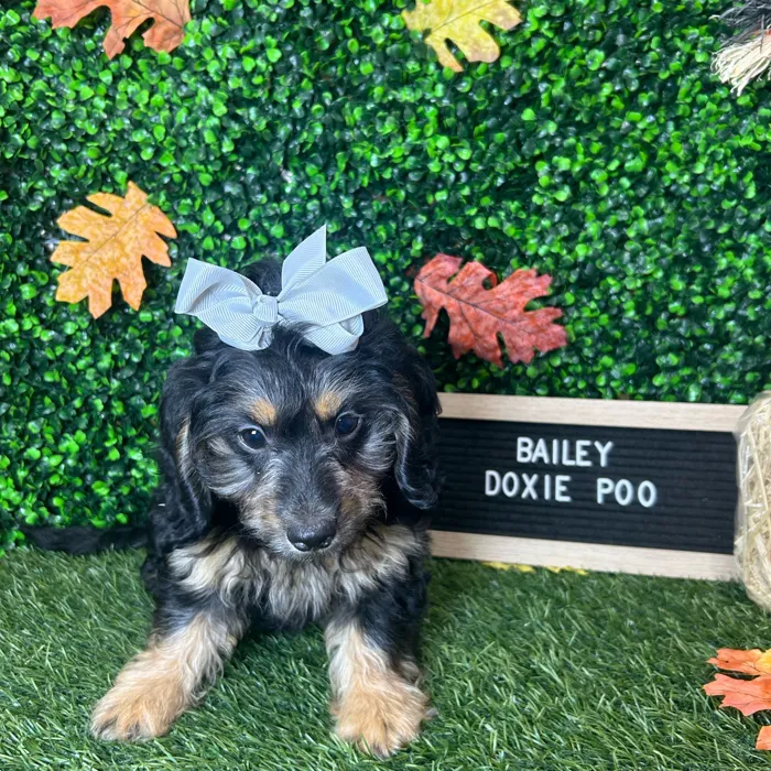 Female Doxie-Poo puppy named Bailey for sale at Pet Express Braintree.