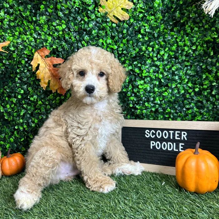 Male Poodle (Mini) puppy named Scooter for sale at Pet Express Braintree.