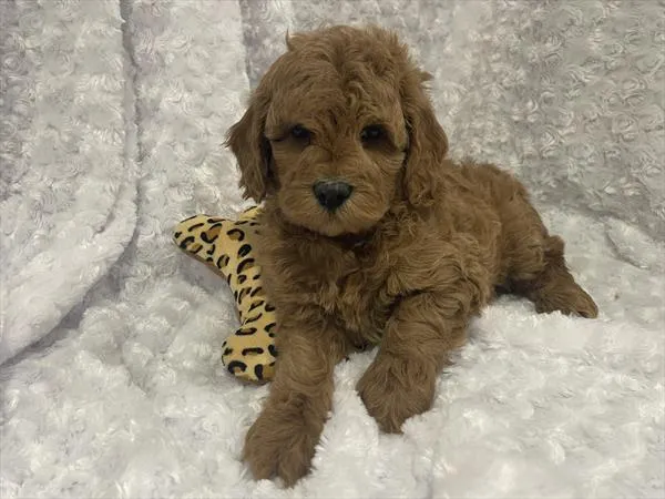 Male Mini Goldendoodle 2Nd Gen puppy named Parker for sale at Pet Express Braintree.